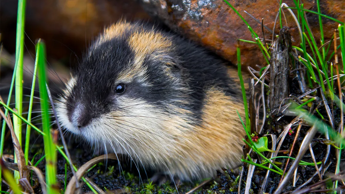 13 Facts About Lemming 